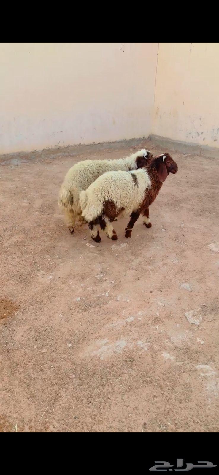 طلي نعيم الريآض حي الشفآء آي مكان نوصل ذبح باقي 1 بيع 125063735276262146110