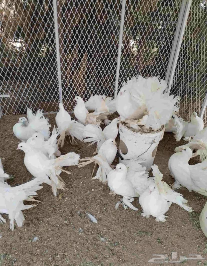 Pigeon coop for sale rocking63734138862851110