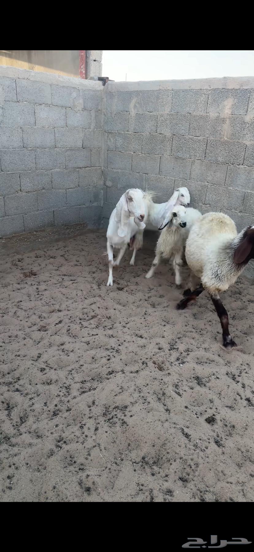 For sale, Raghoth ewe and Raghoth goat ((Sold))63733301397122114