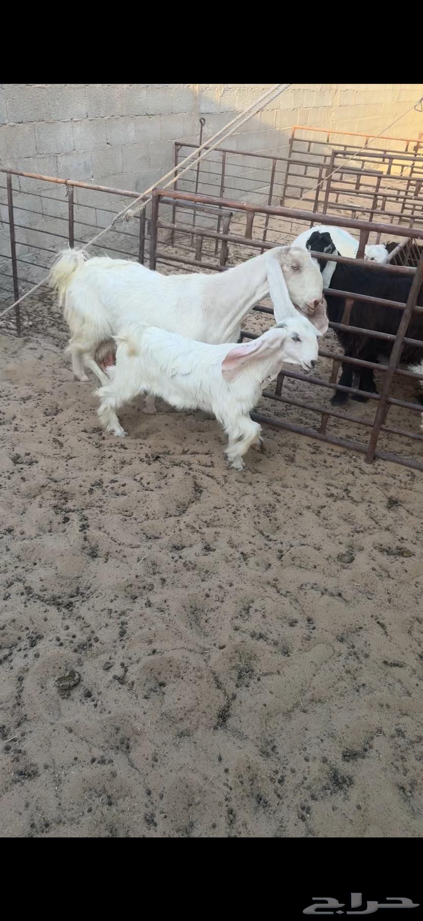 For sale, Raghoth ewe and Raghoth goat ((Sold))63733301397122113