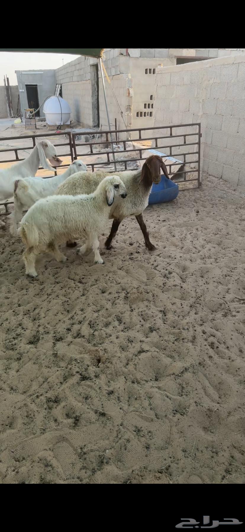 For sale, Raghoth ewe and Raghoth goat ((Sold))63733301397122111