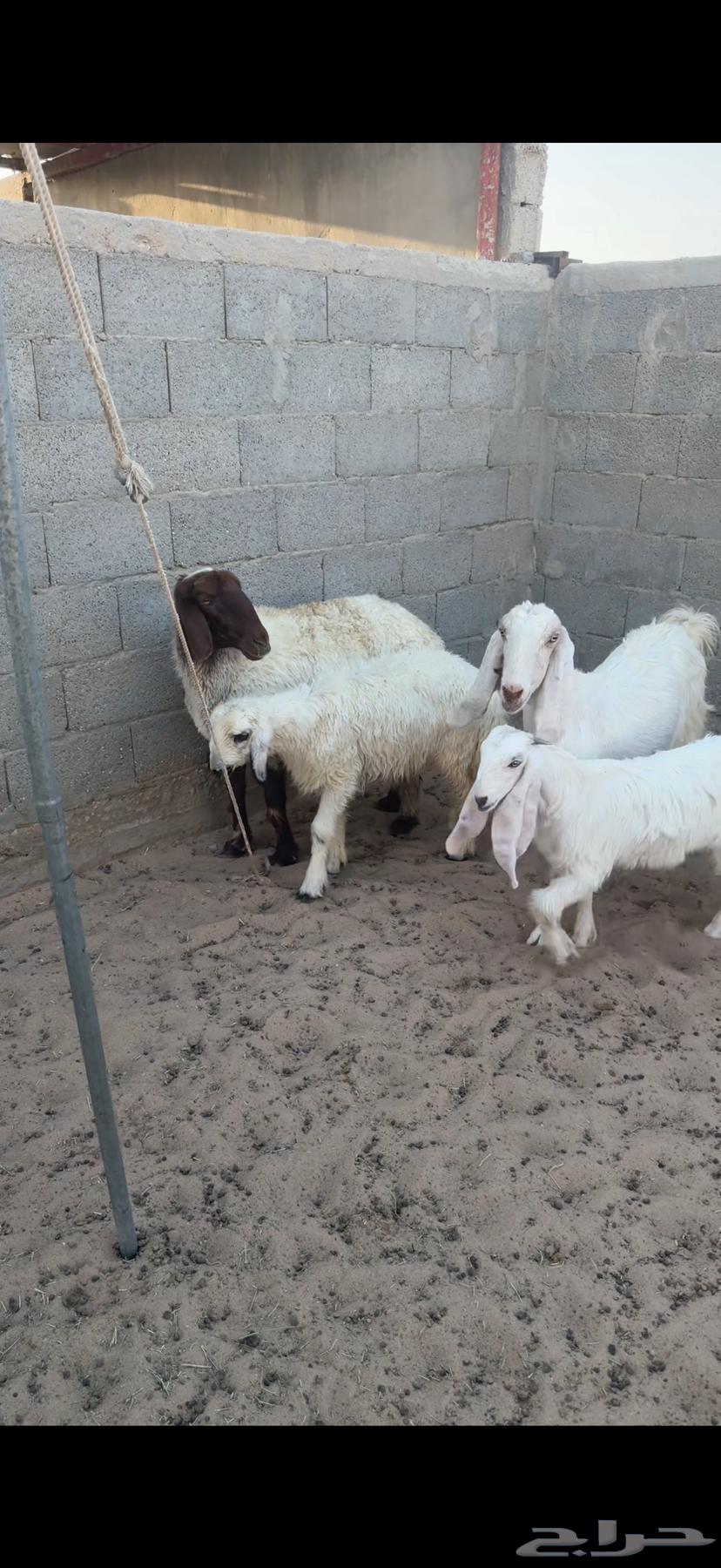 For sale, Raghoth ewe and Raghoth goat ((Sold))63733301397122110