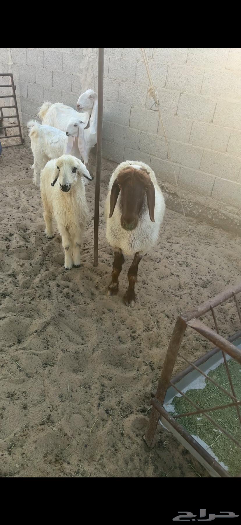 For sale, Raghoth ewe and Raghoth goat ((Sold))63733301397122112