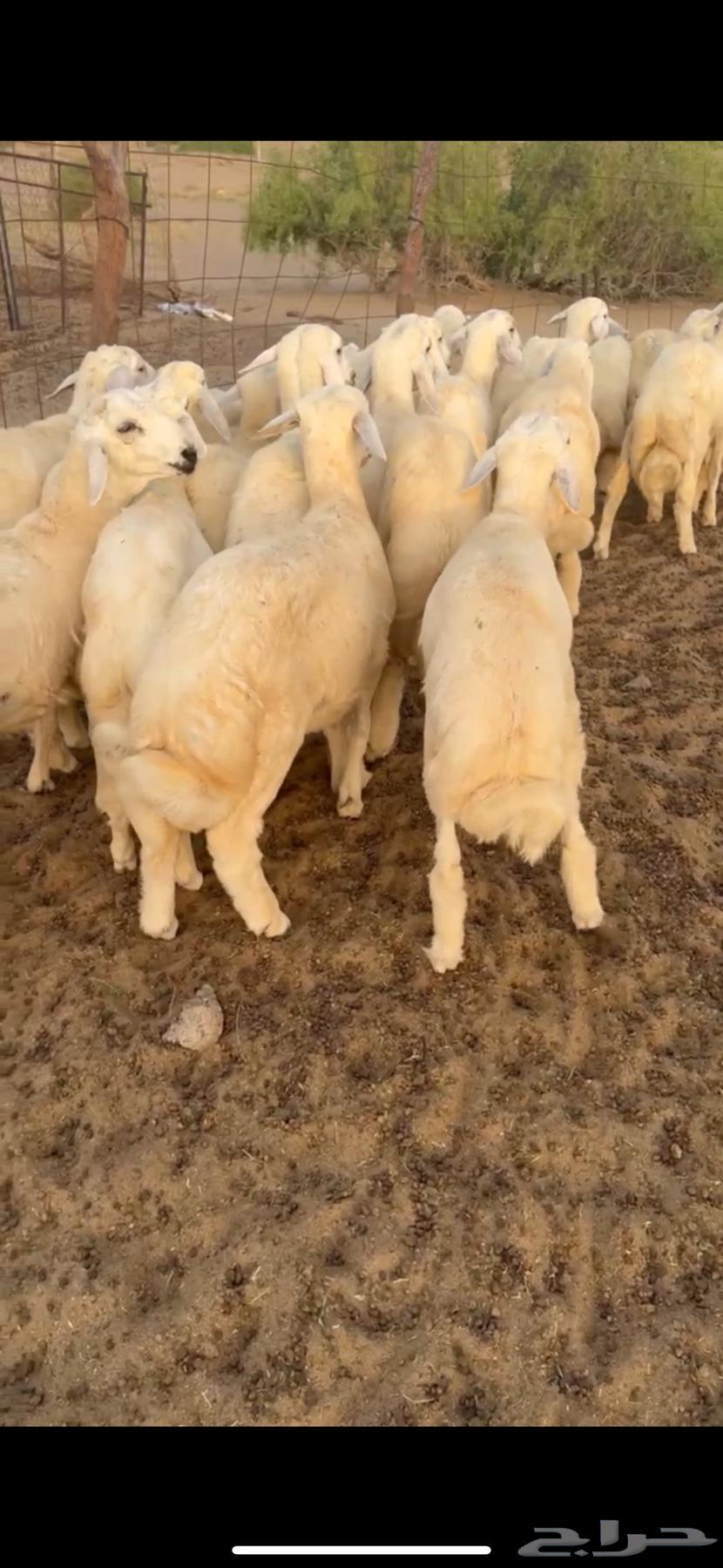 Good quality Italian sheep, fat, with hair and number 21 (Sold)63737618567426113