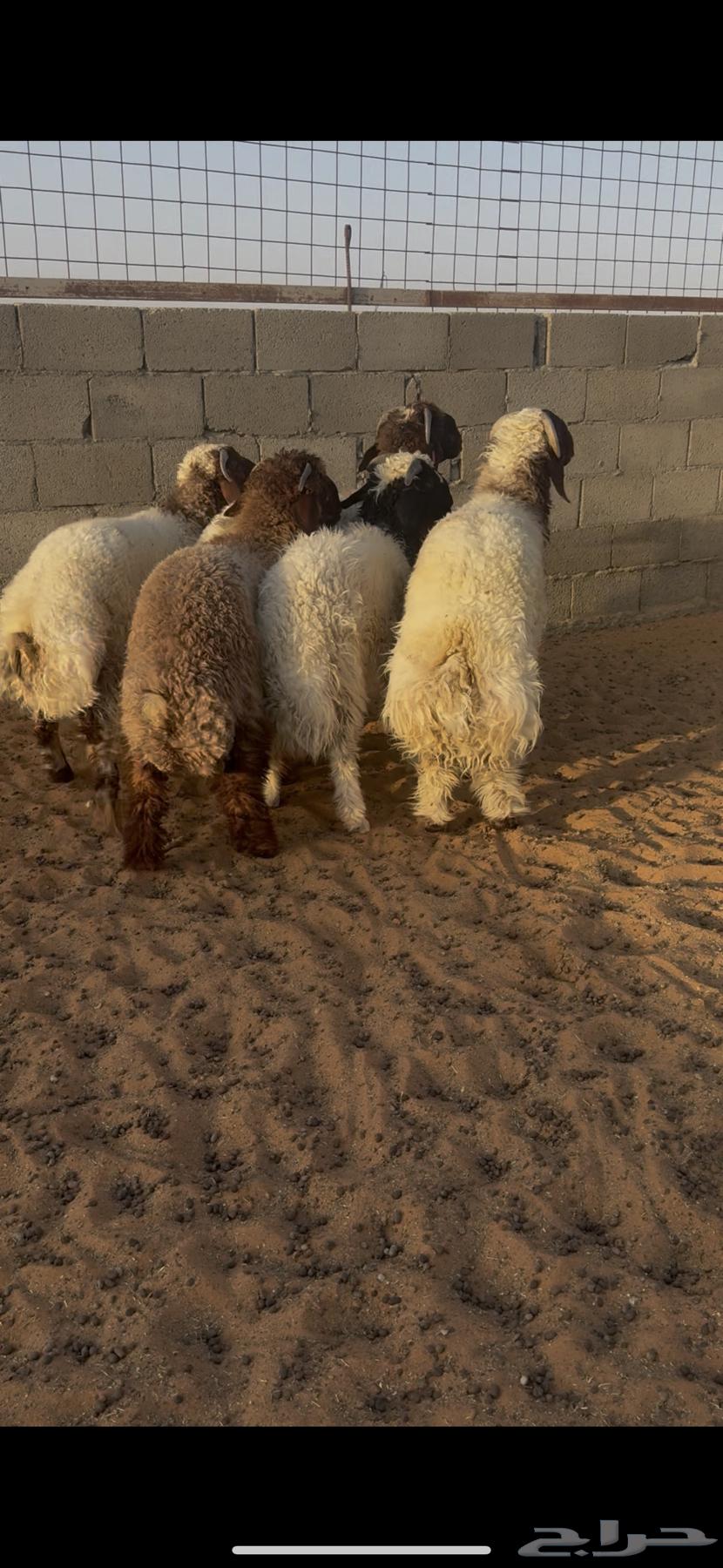 للبيع طليان نعيم بلدي63734138665730110