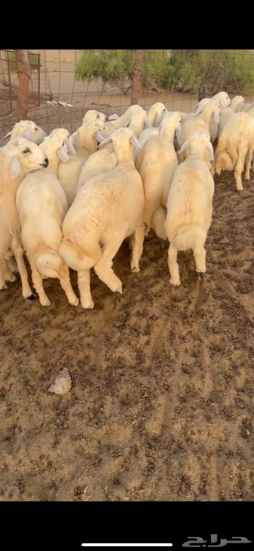Good quality Italian sheep, fat, with hair and number 21 (Sold)63737618567426112