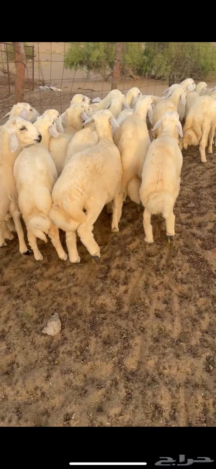 Good quality Italian sheep, fat, with hair and number 21 (Sold)63737618567426111