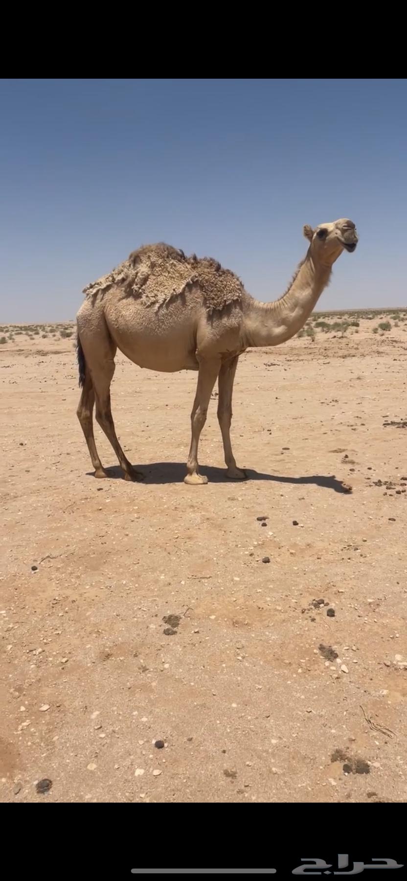 ناقه شقحاء للبيع63735374606977111