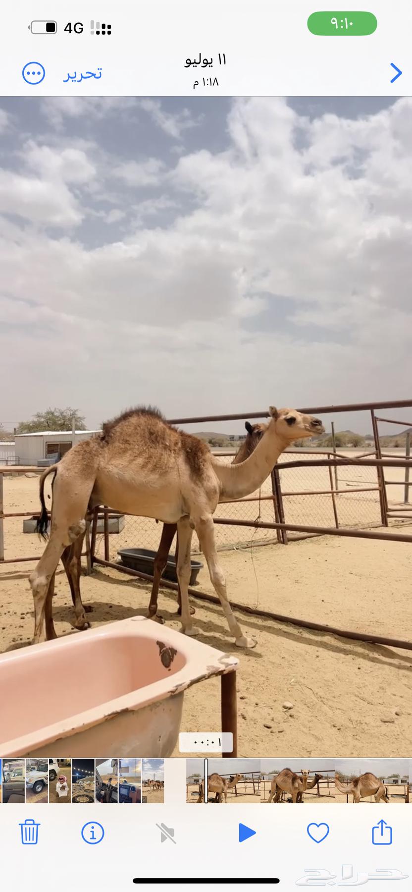 قعدان للبيع63737523786369111