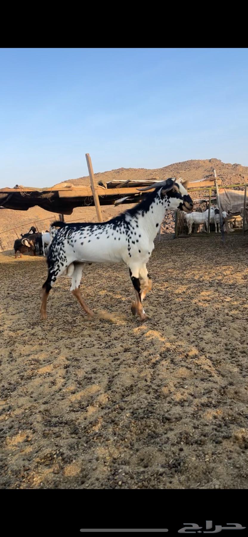 تيس بيشي فحل للبيع63736503296129112