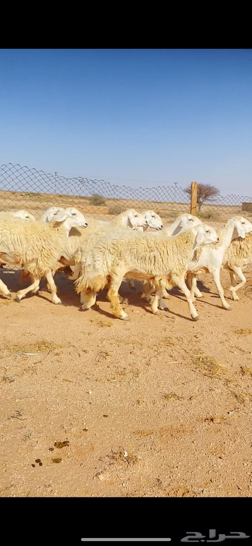 رخال حريات حرش لهوات الصنف الفاخر (( تم البييع ))63734799367426111
