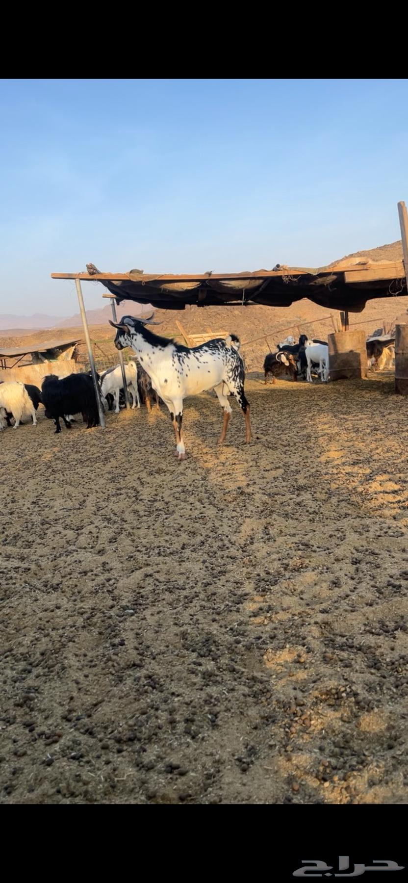 تيس بيشي فحل للبيع63736503296129110