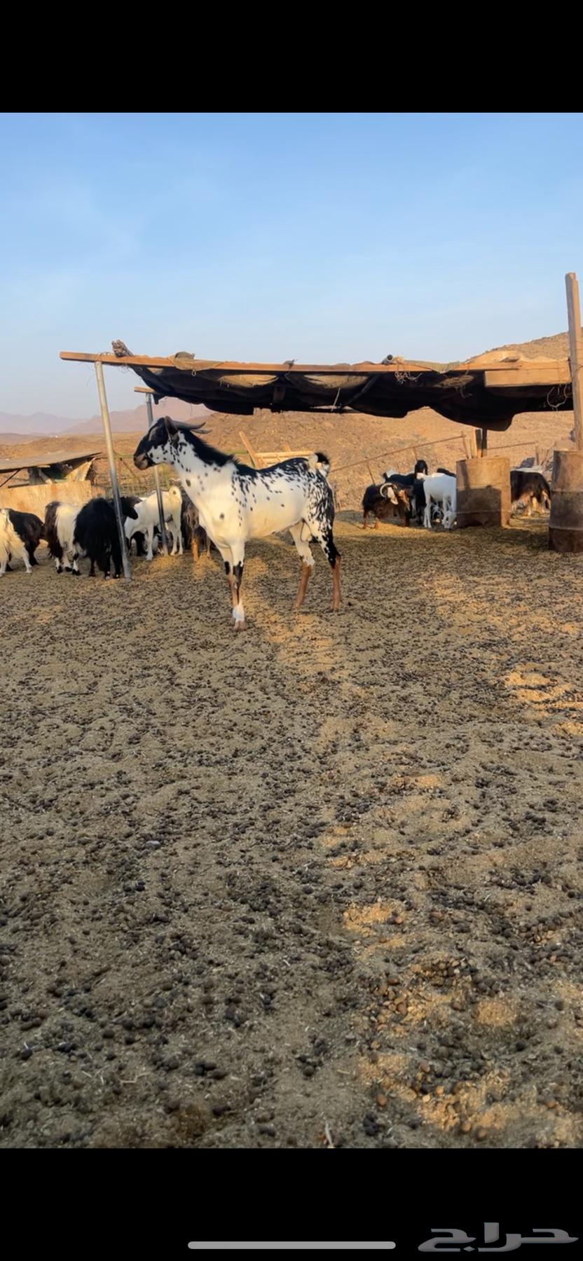 تيس بيشي فحل للبيع63736503296129111