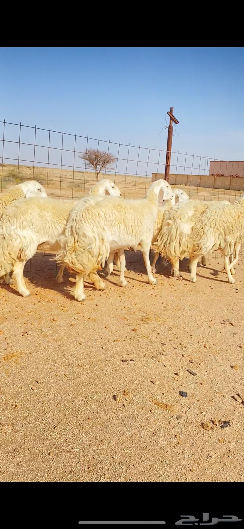 رخال حريات حرش لهوات الصنف الفاخر (( تم البييع ))63734799367426110
