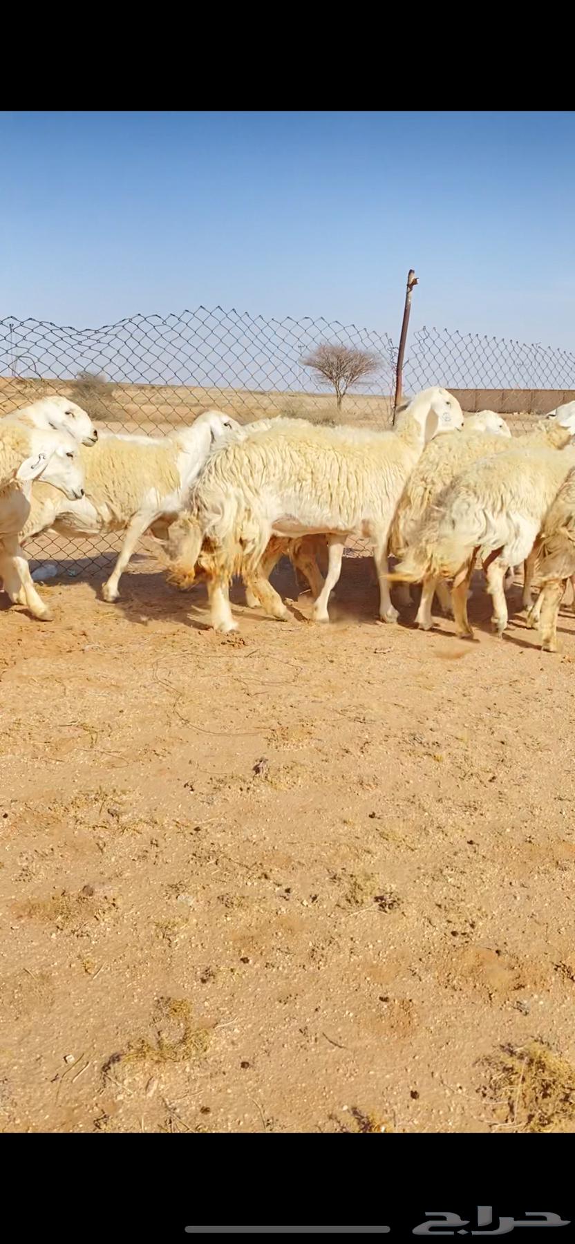 رخال حريات حرش لهوات الصنف الفاخر (( تم البييع ))63734799367426112