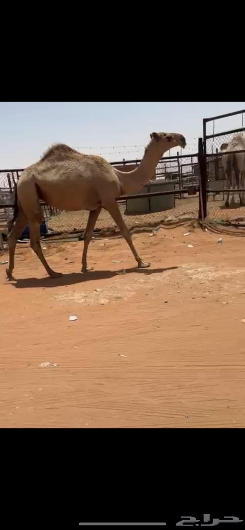 بكره حقه للبيع63732373545602111