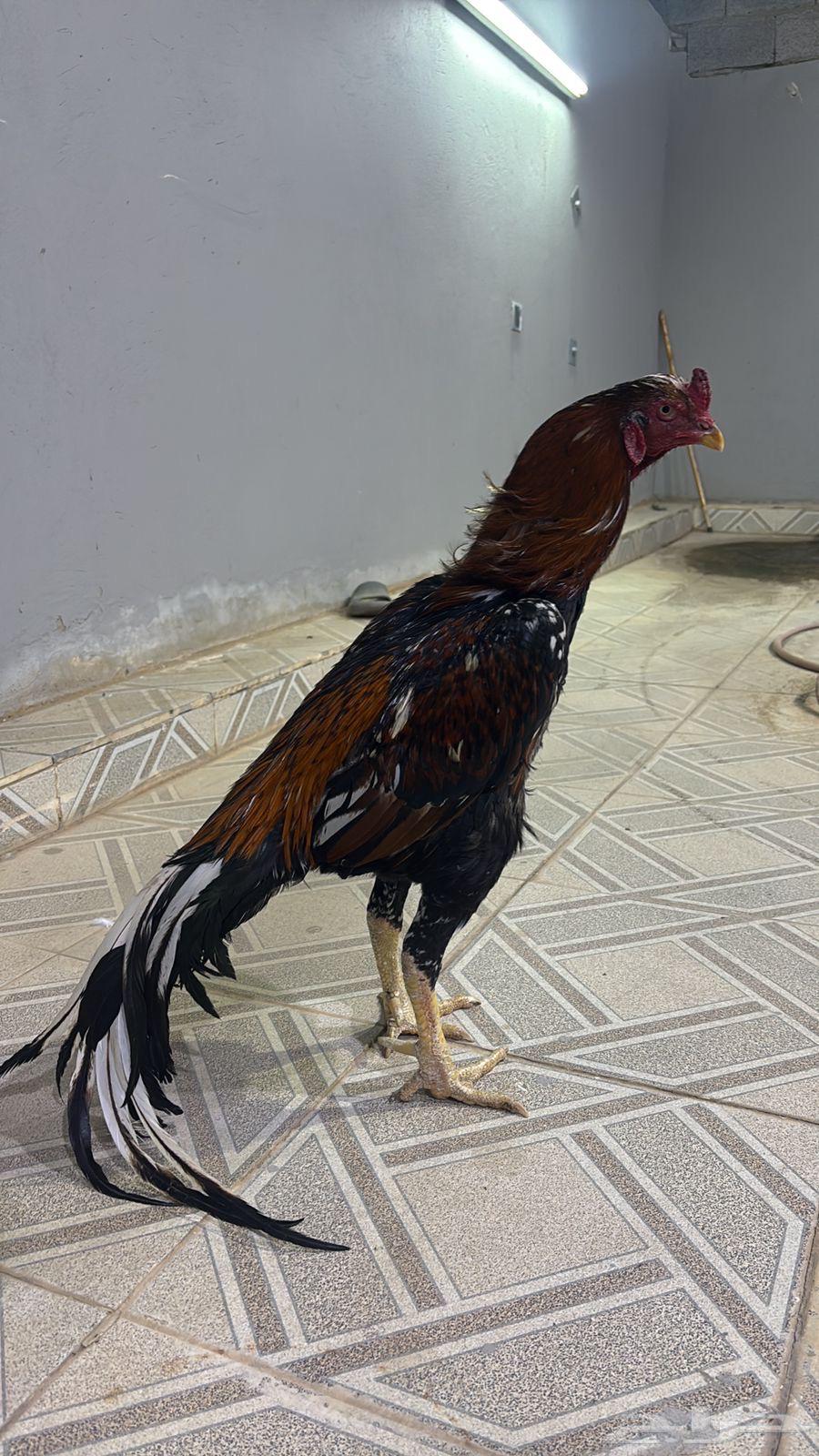 ديك سندي بيور العمر سنتين وفوق63735930525953110