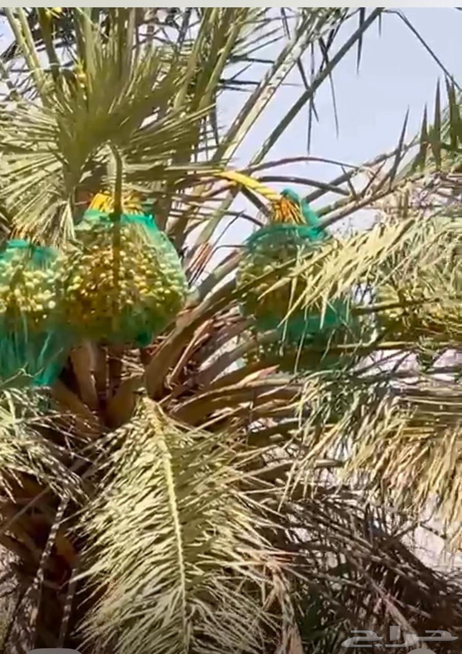 للبيع ثمار نخيل من الخلاص الفاخر عددها مائه 10063701422579075110