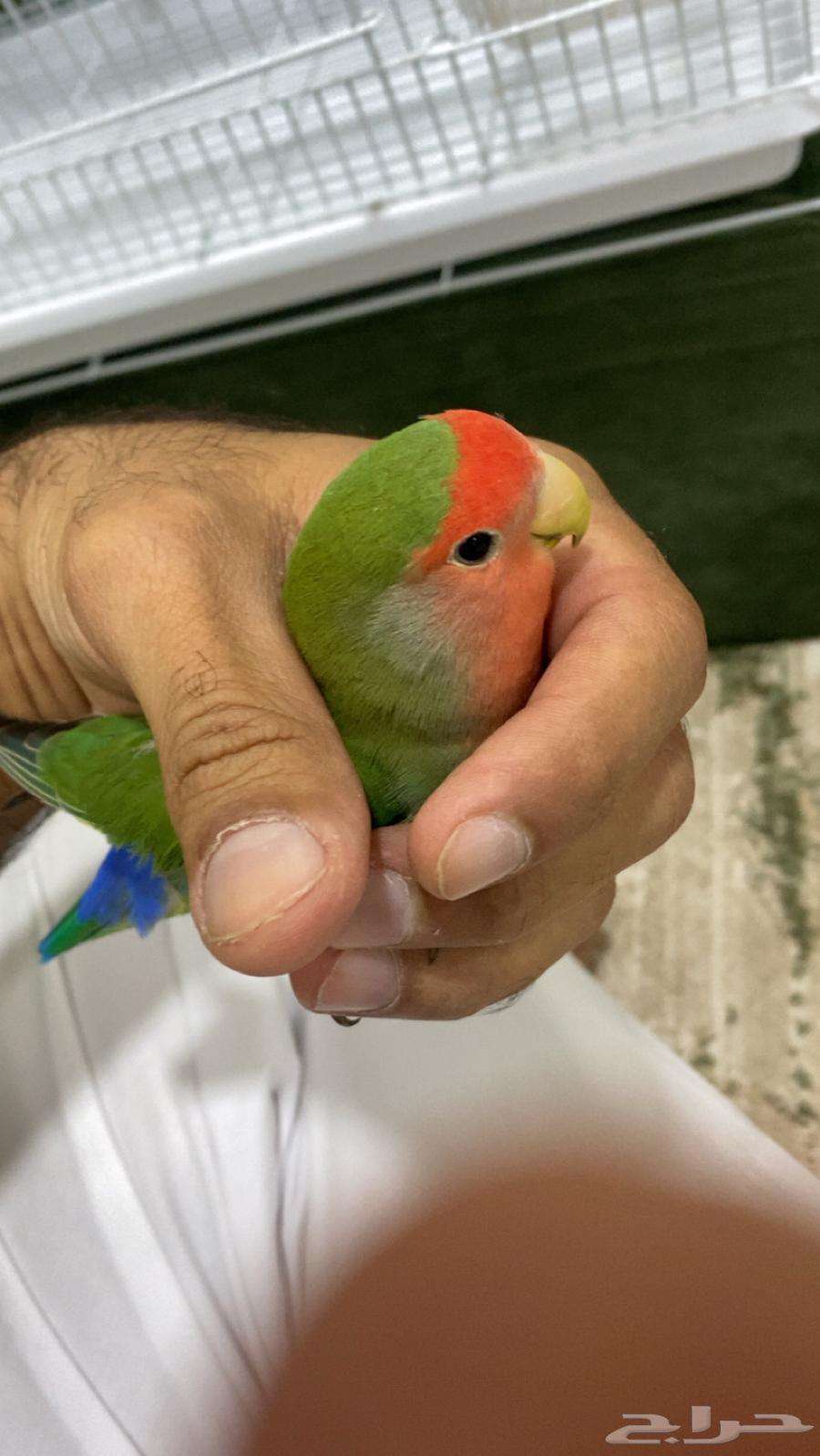 روز زوج. تم البيع تم البيع63734420702850110