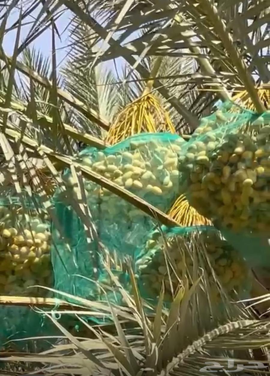 للبيع ثمار نخيل من الخلاص الفاخر عددها مائه 10063701422579075111