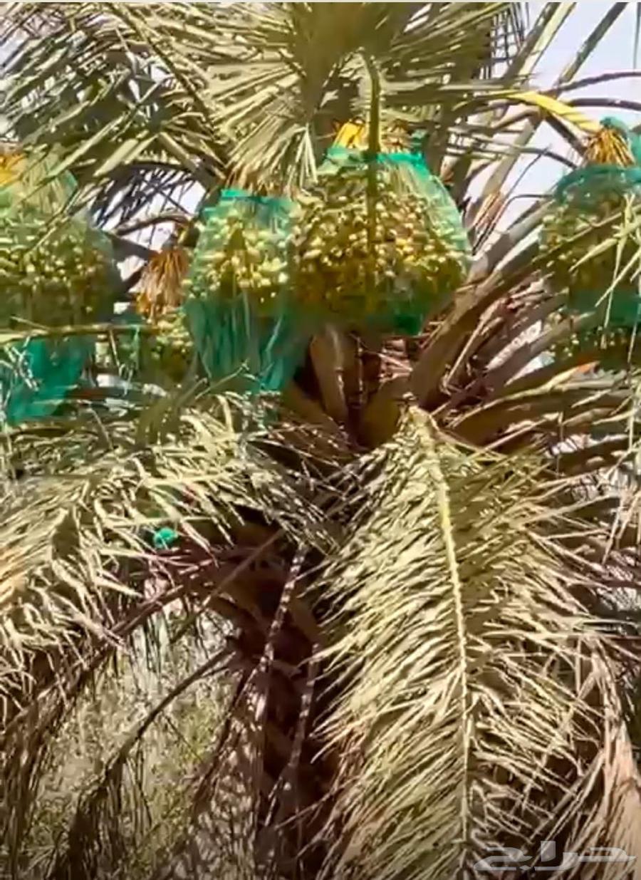 للبيع ثمار نخيل من الخلاص الفاخر عددها مائه 10063701422579075113