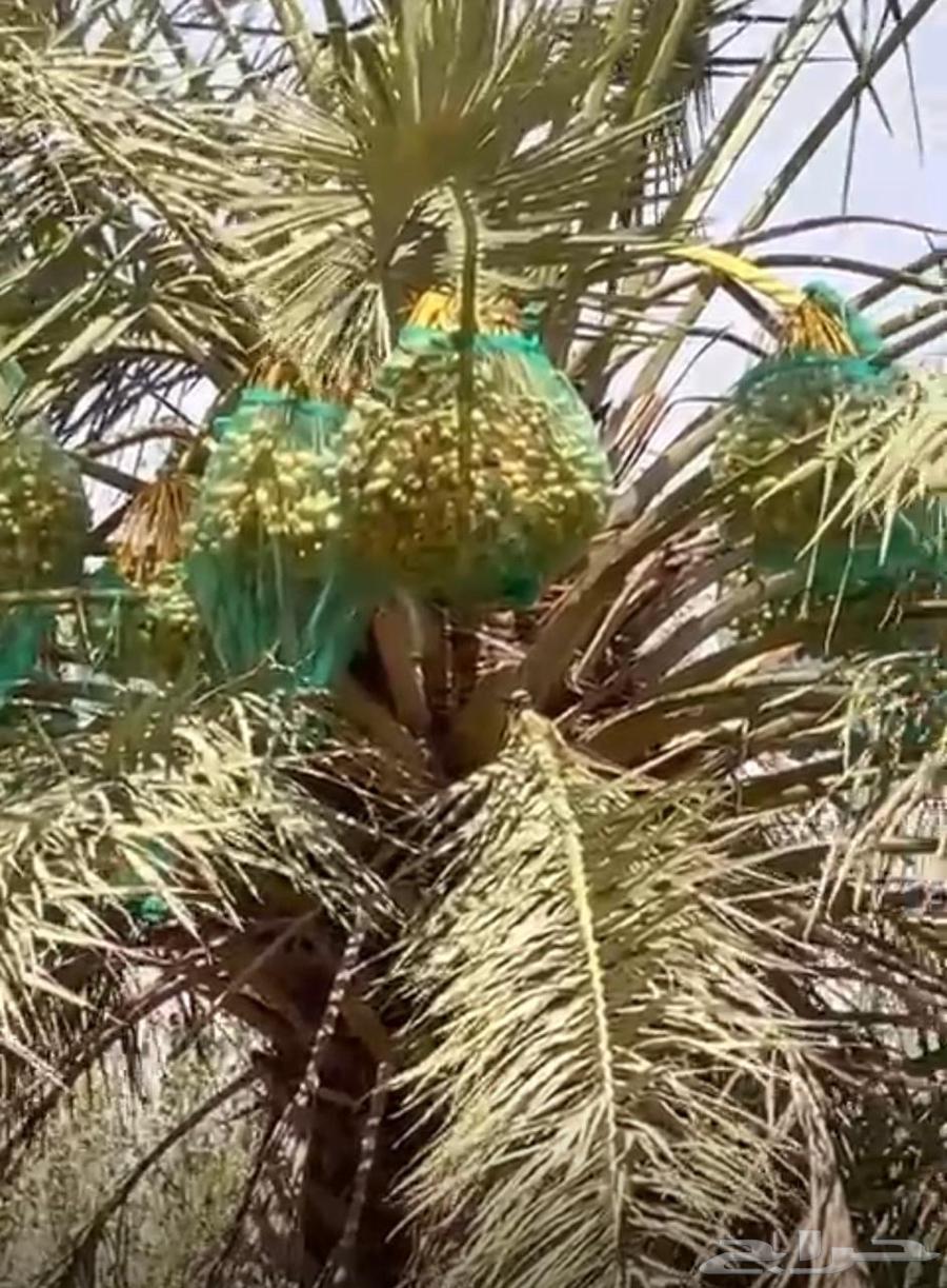 للبيع ثمار نخيل من الخلاص الفاخر عددها مائه 10063701422579075112