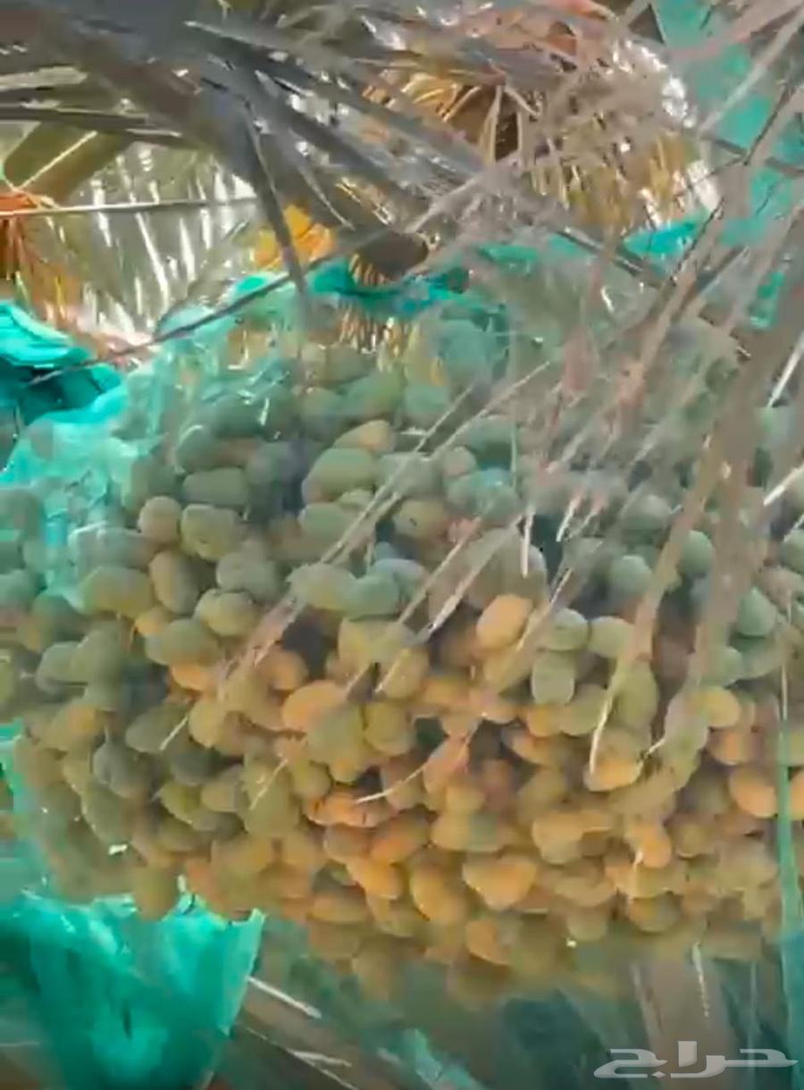 للبيع ثمار نخيل من الخلاص الفاخر عددها مائه 10063701422579075114