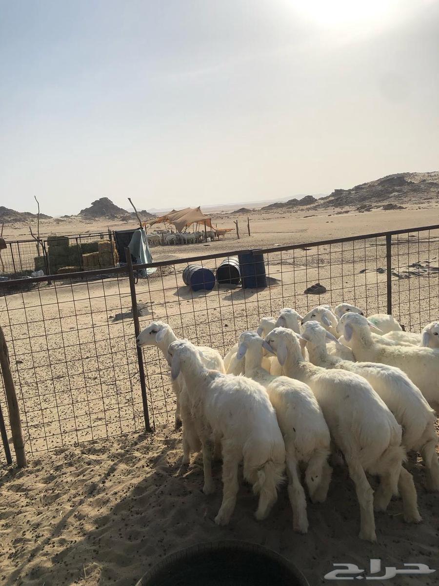 طليان للبيع63735837960705113