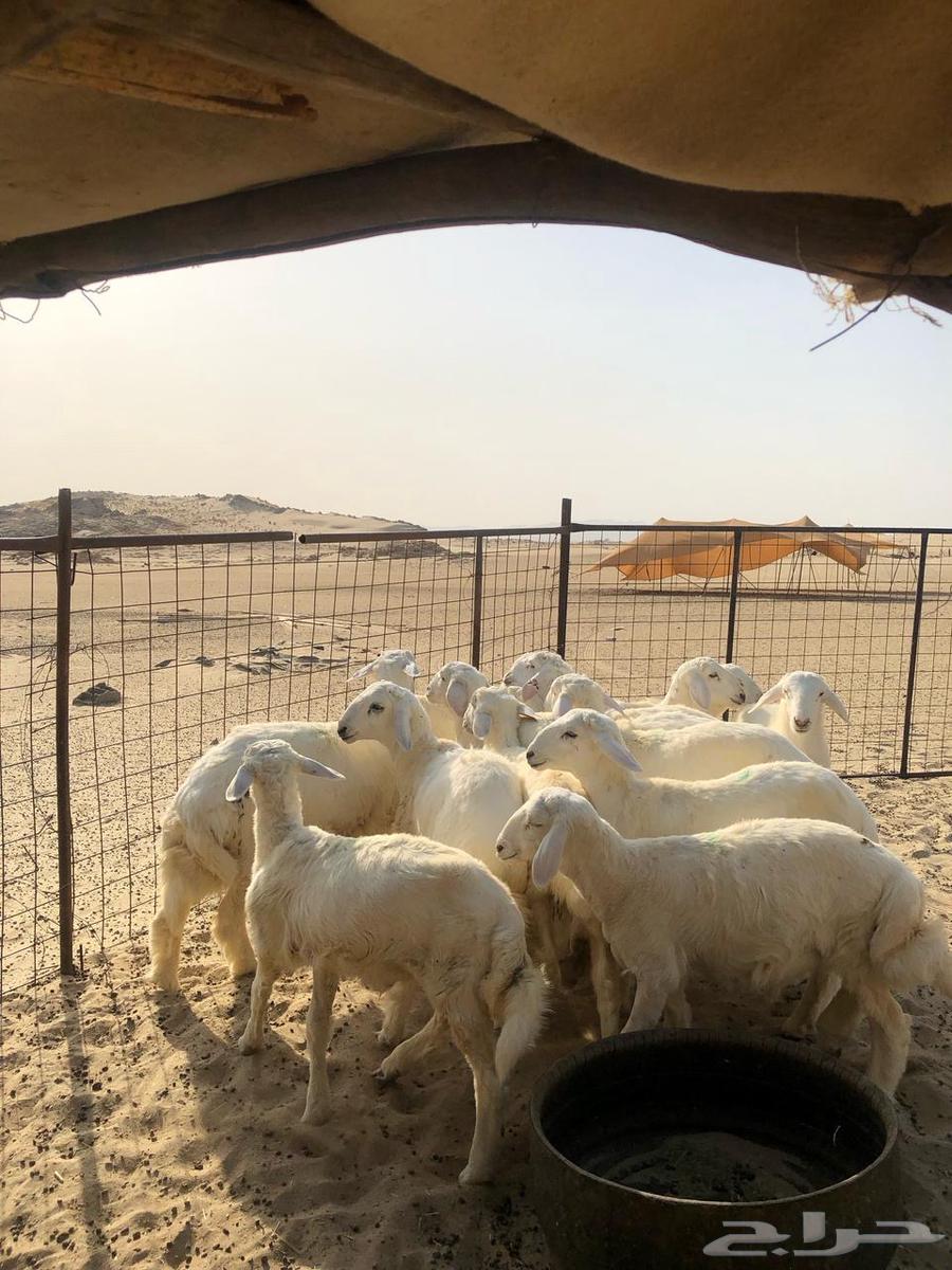 طليان للبيع63735837960705110