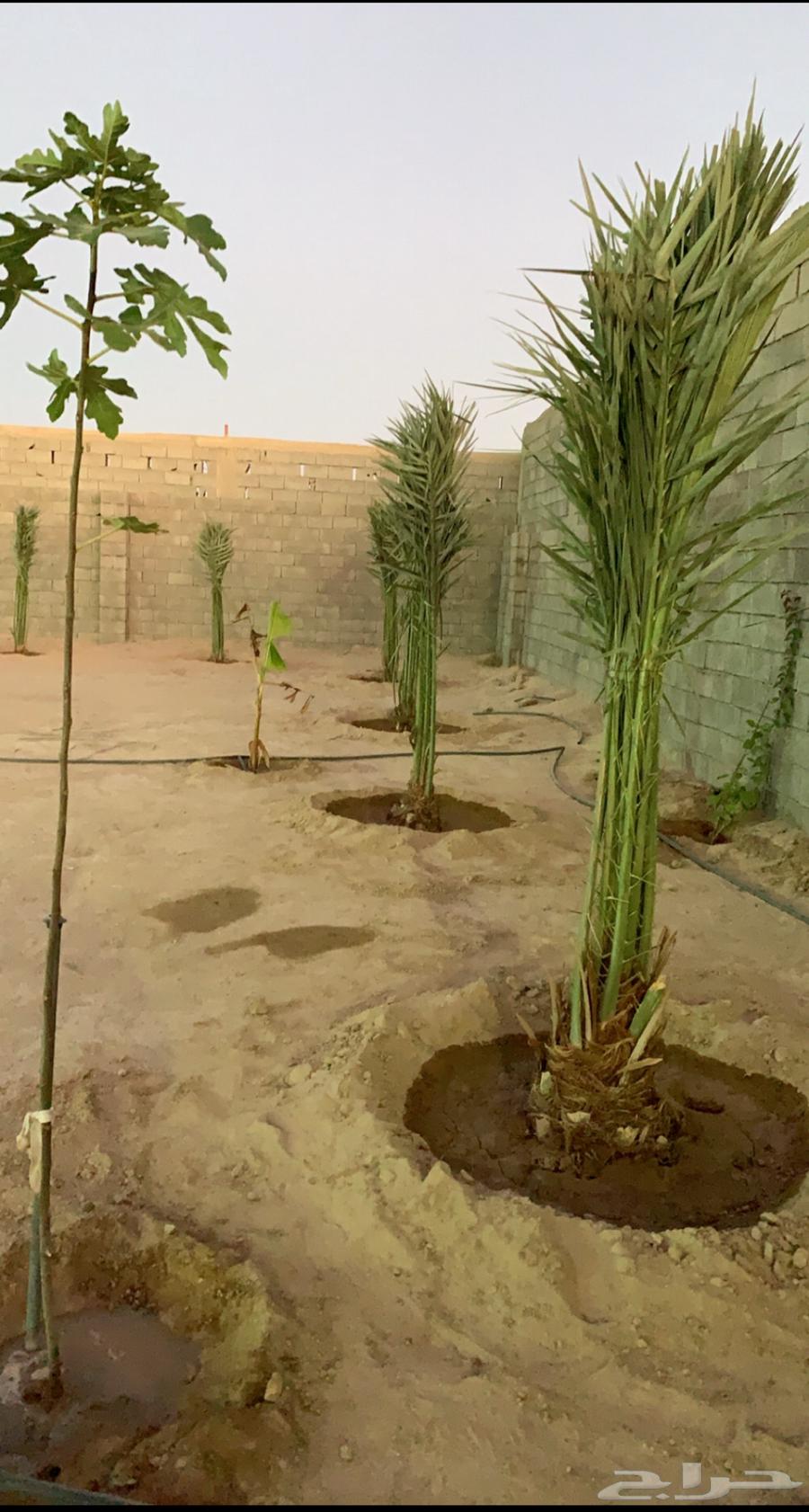 استراحة للايجار ( بيشه) داخل حوش مساحته 1200م63612284916483111