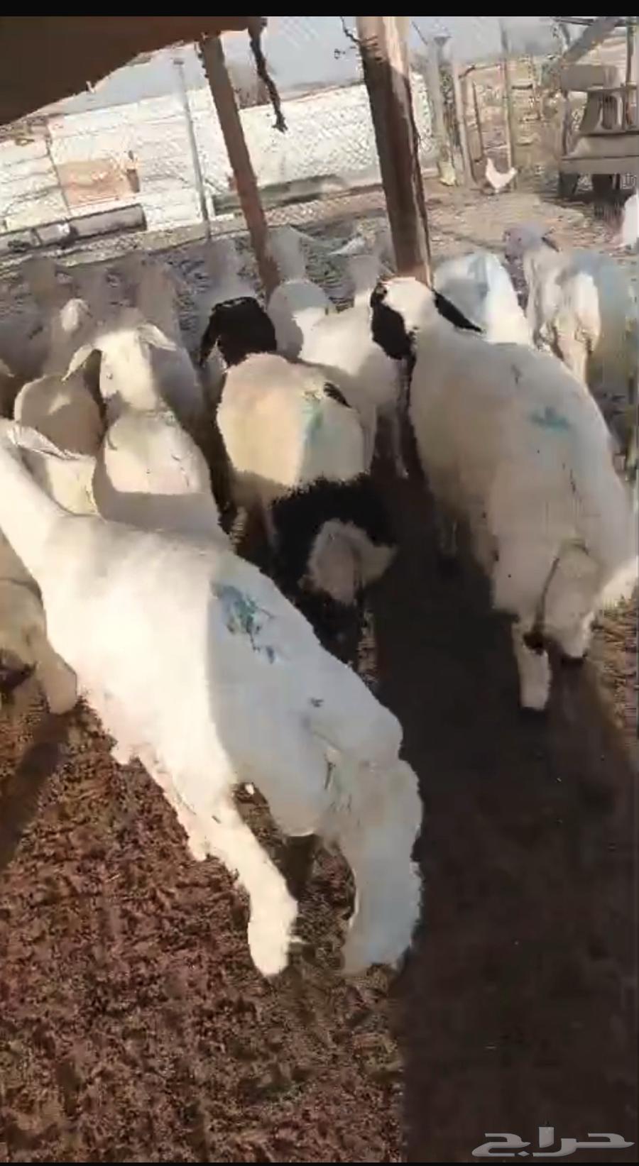 حري للبيع عرض خاص فقط ليوم الجمعه يوم واحد فقط63738368578562110