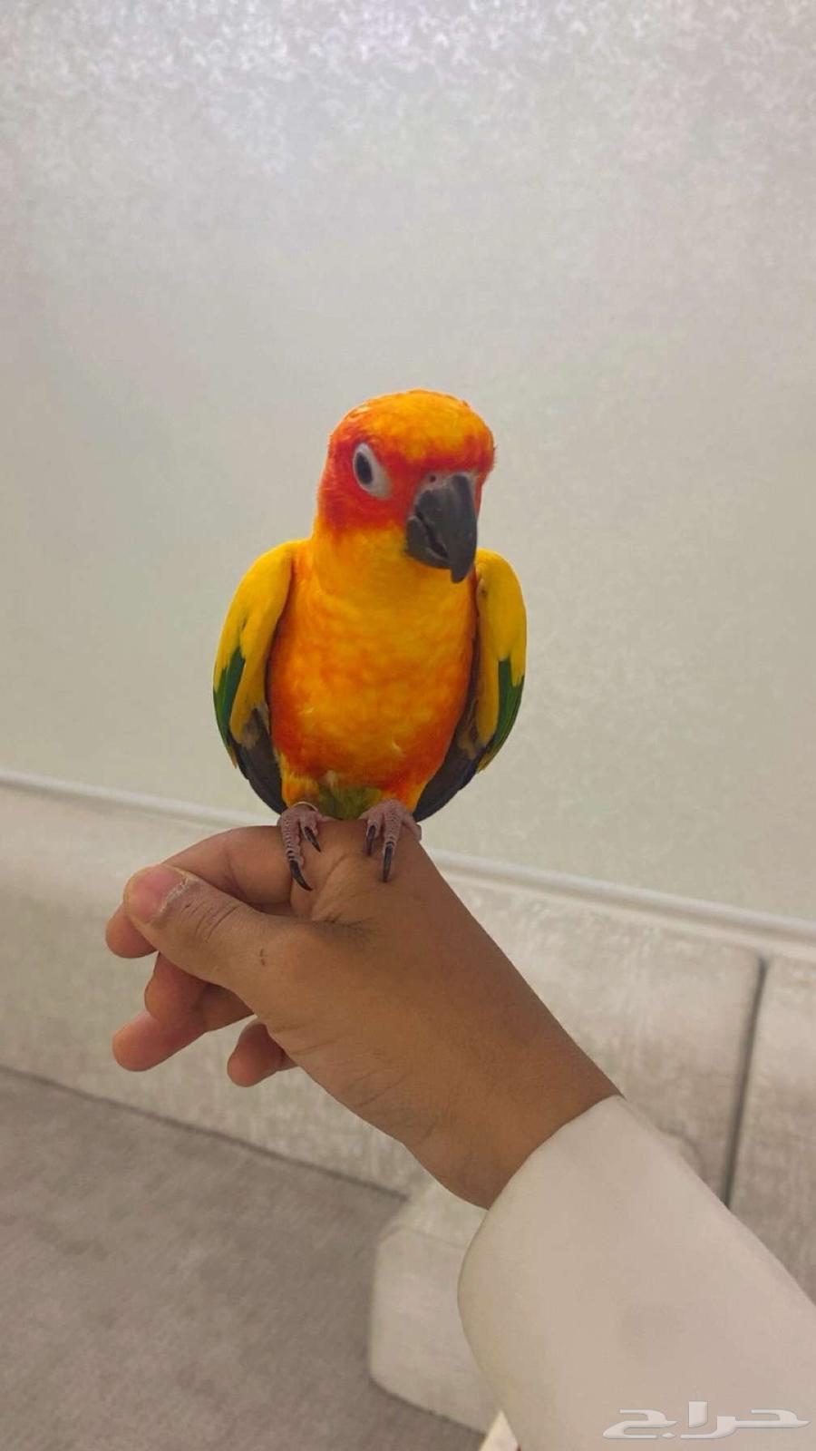 ببغاء الصن كنيور63747607308035112