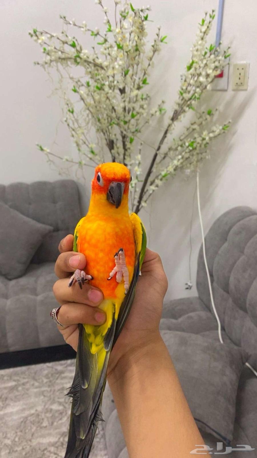 ببغاء الصن كنيور63747607308035110