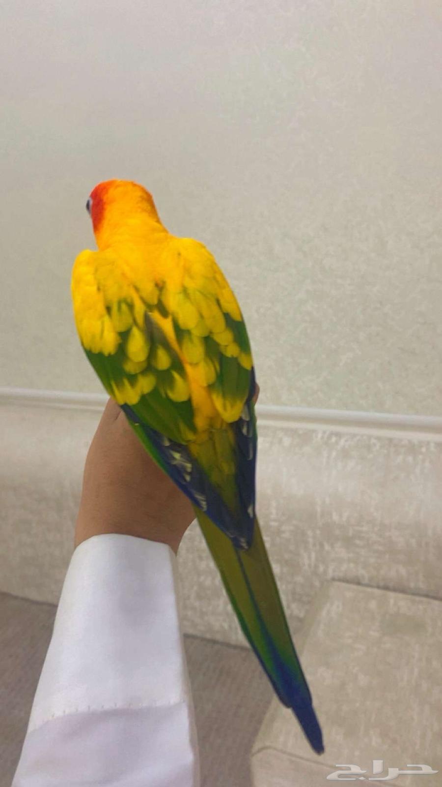 ببغاء الصن كنيور63747607308035113