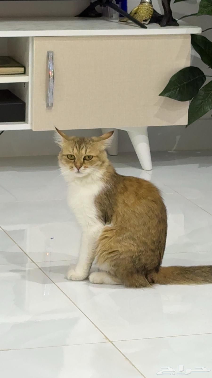 She is almost one year old, she has her vaccination booklet, she doesn't have any illness, God willing63742639929091111