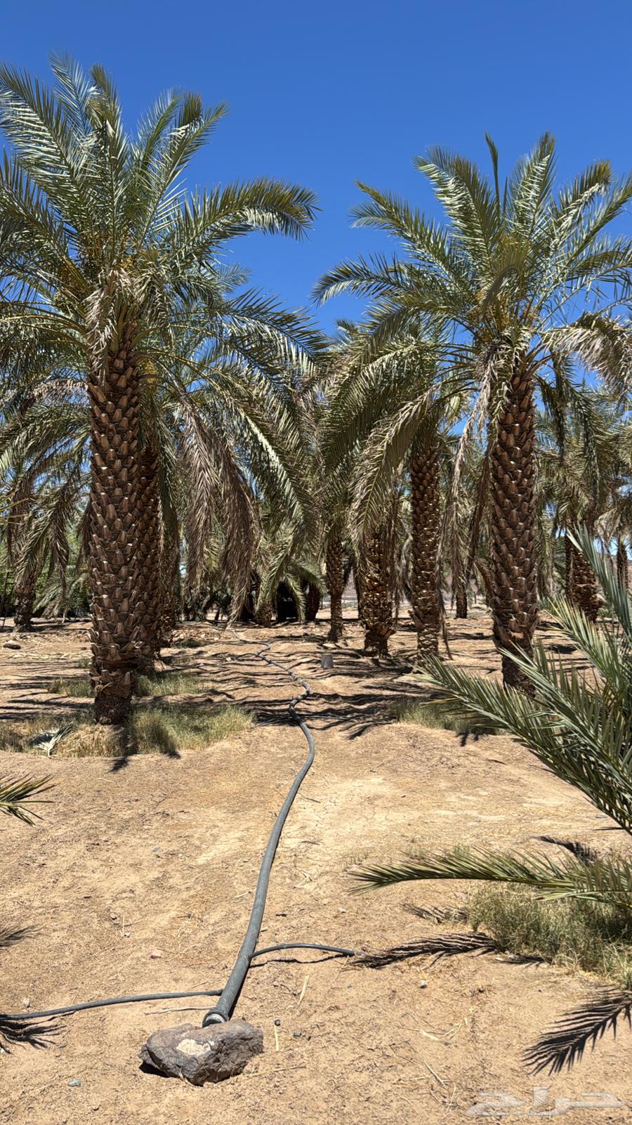 نخل للبيع63743012784385112