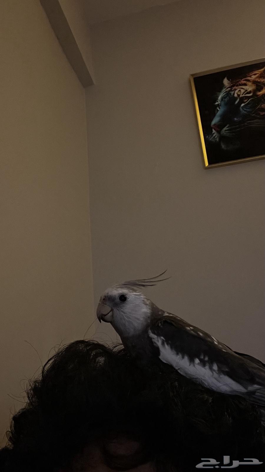 Dutch Parrot, Friendly and Affectionate, Never Leaves You63748545742594111