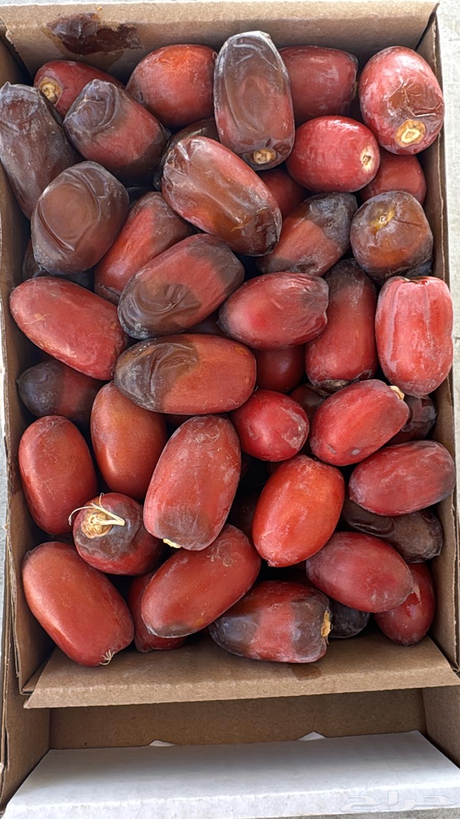 رطب خراف يومي63741694749699110