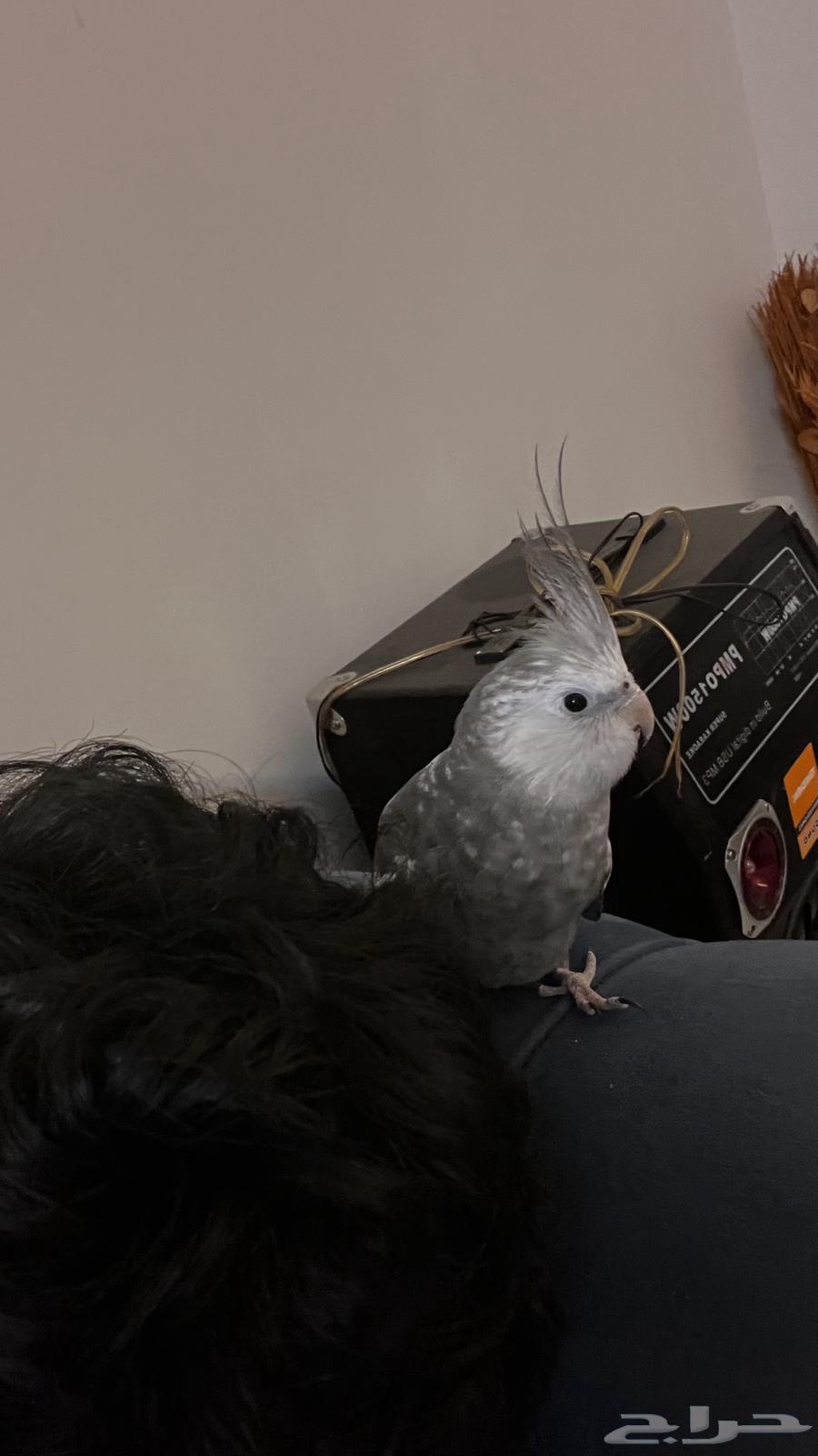 Dutch Parrot, Friendly and Affectionate, Never Leaves You63748545742594112