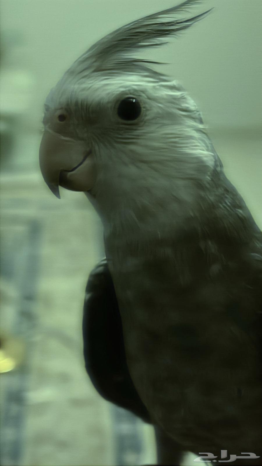 Dutch Parrot, Friendly and Affectionate, Never Leaves You63748545742594110