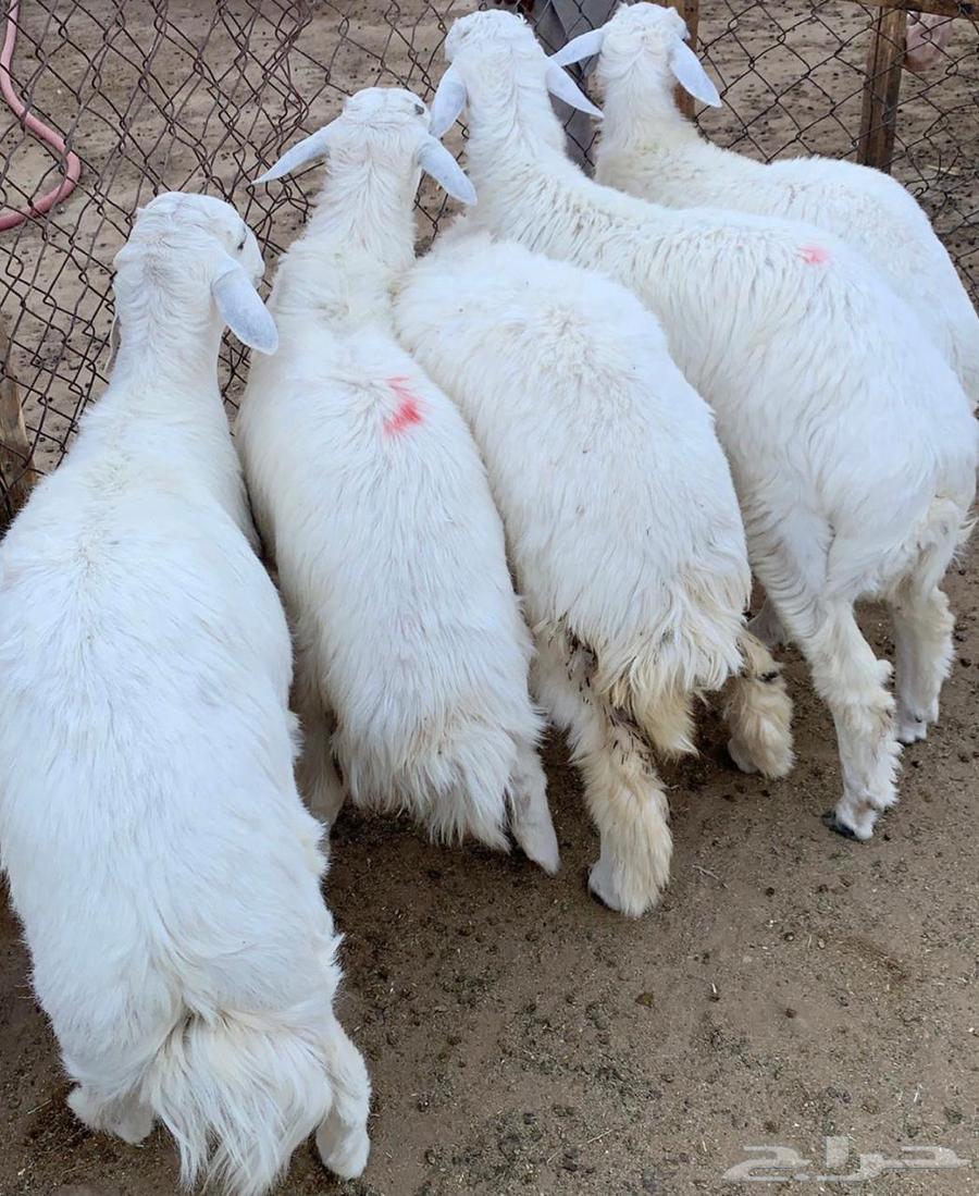 Fresh and clean lamb and goat meat for sale, natural and fresh, with slaughter and delivery service63742076975363111