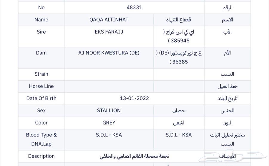 حصان واهو للبيع63742077309186112