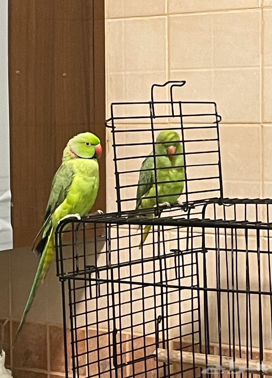 ببغاء الدره جوز وكروان جوز63747977850114111