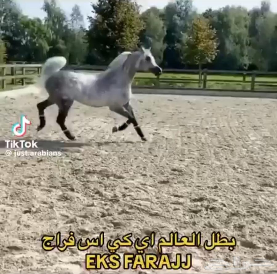حصان واهو للبيع63742077309186114