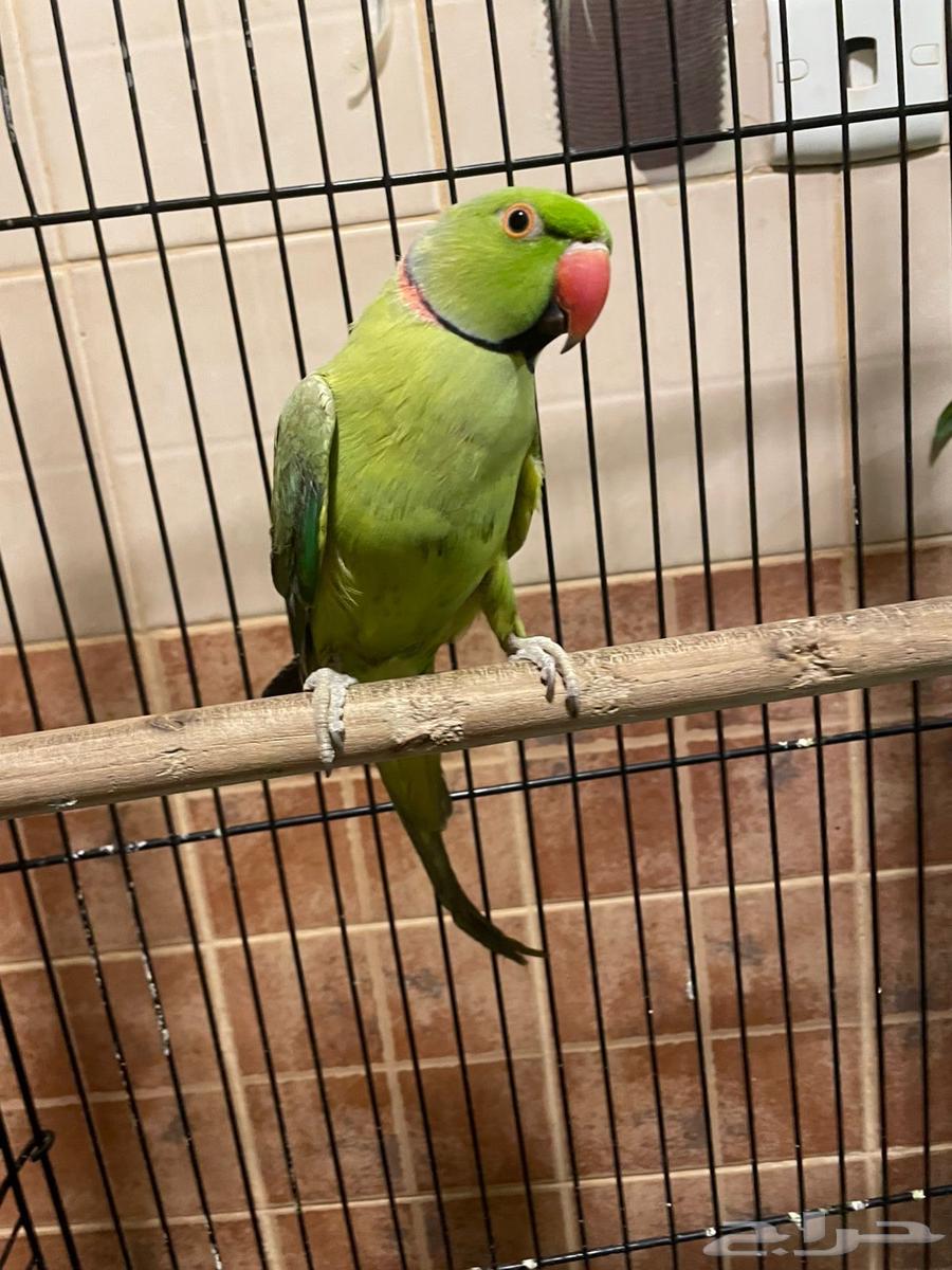 ببغاء الدره جوز وكروان جوز63747977850114110