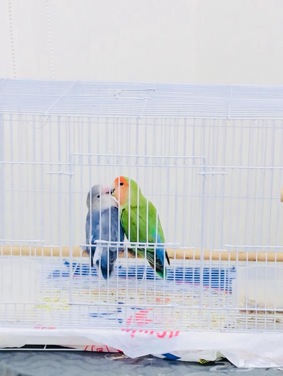 2بغبغاء روز63740186112771112