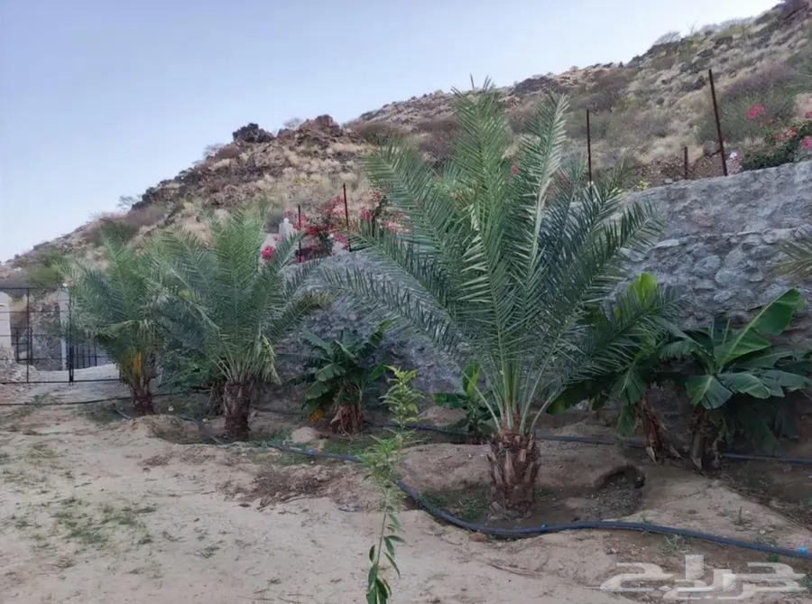Agricultural land for sale with electronic deed in Al-Aflaj Governorate63612291355777113