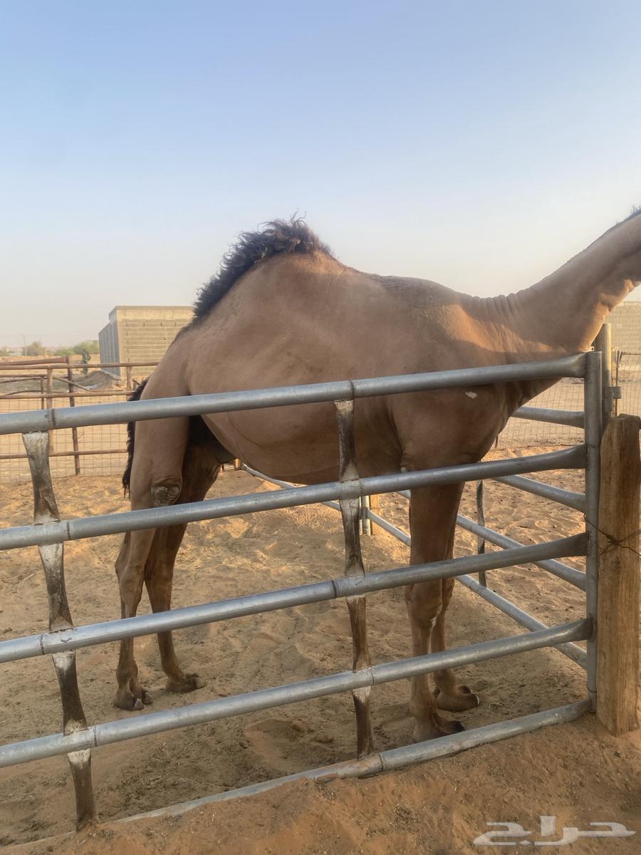 قعود أصفر عمره سنتين ونصف63739053500418111