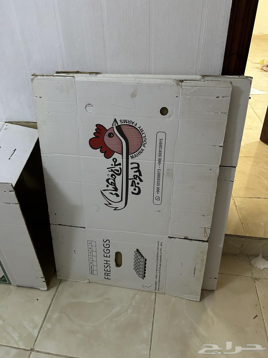 للبيع كرتون بيض63744407780225110