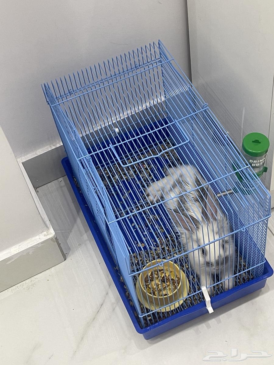 Clean Rabbit63743580000131110
